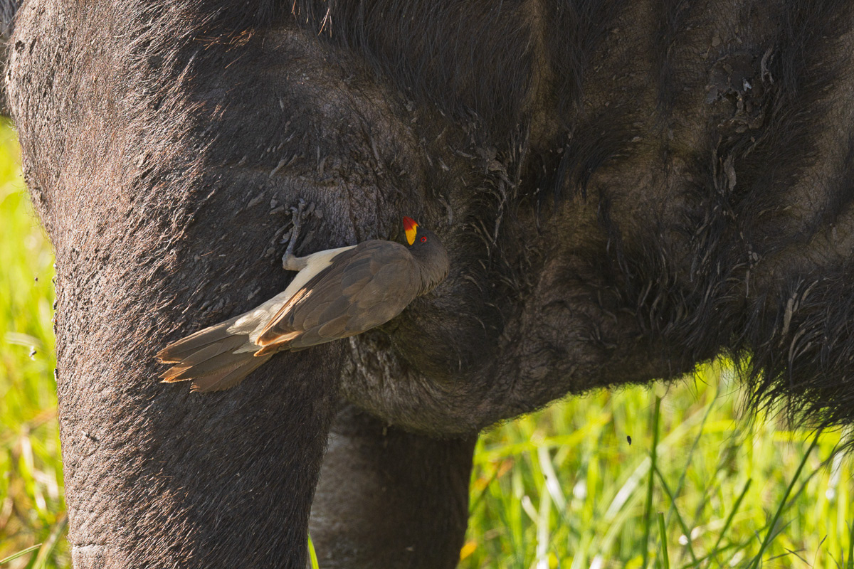 Eléphant