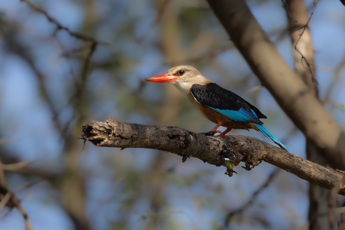 Martin pêcheur à tête grise