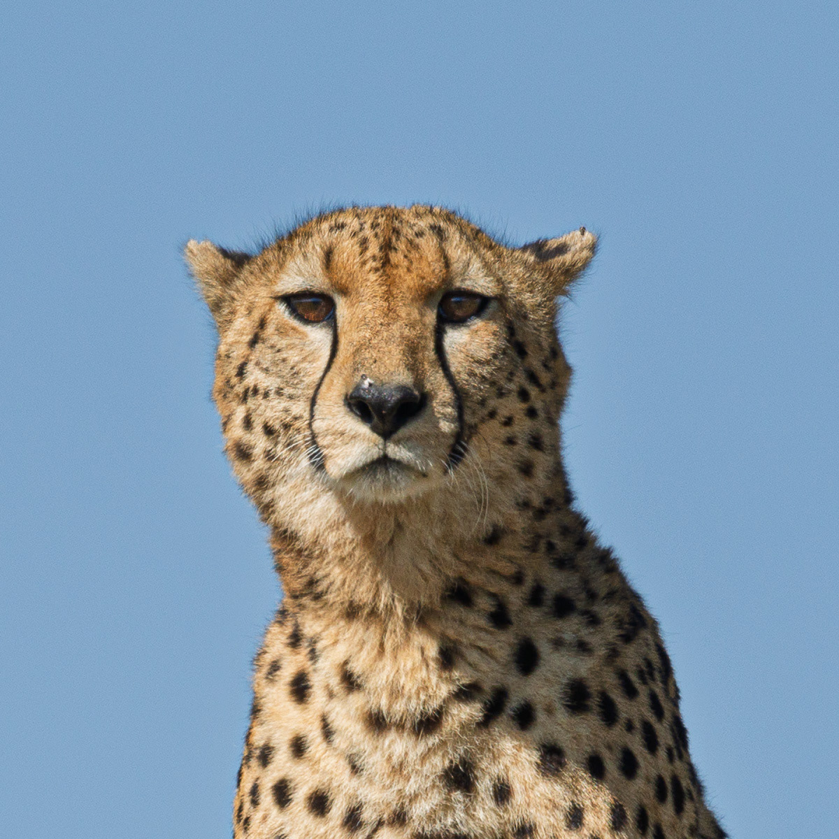 Guépard