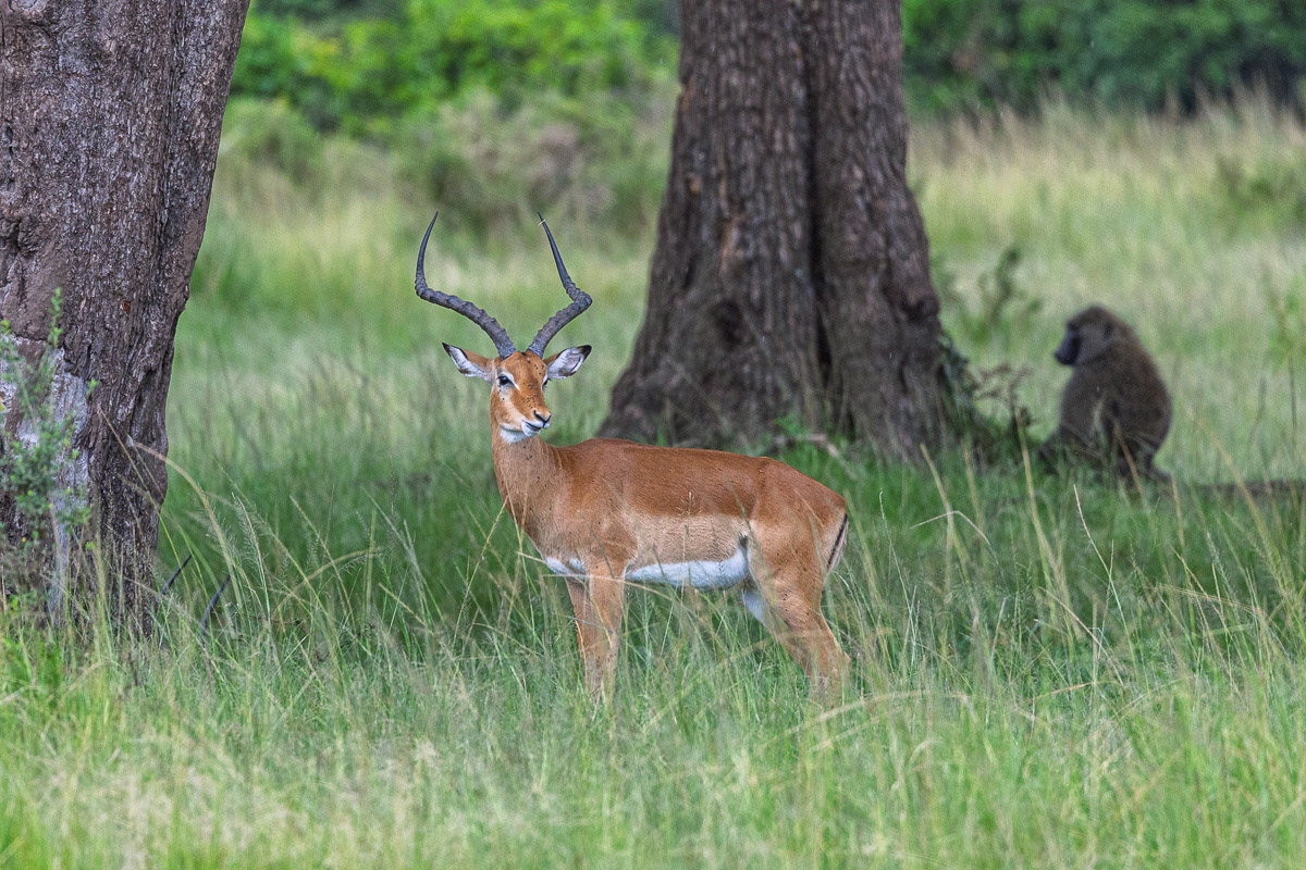 Impala
