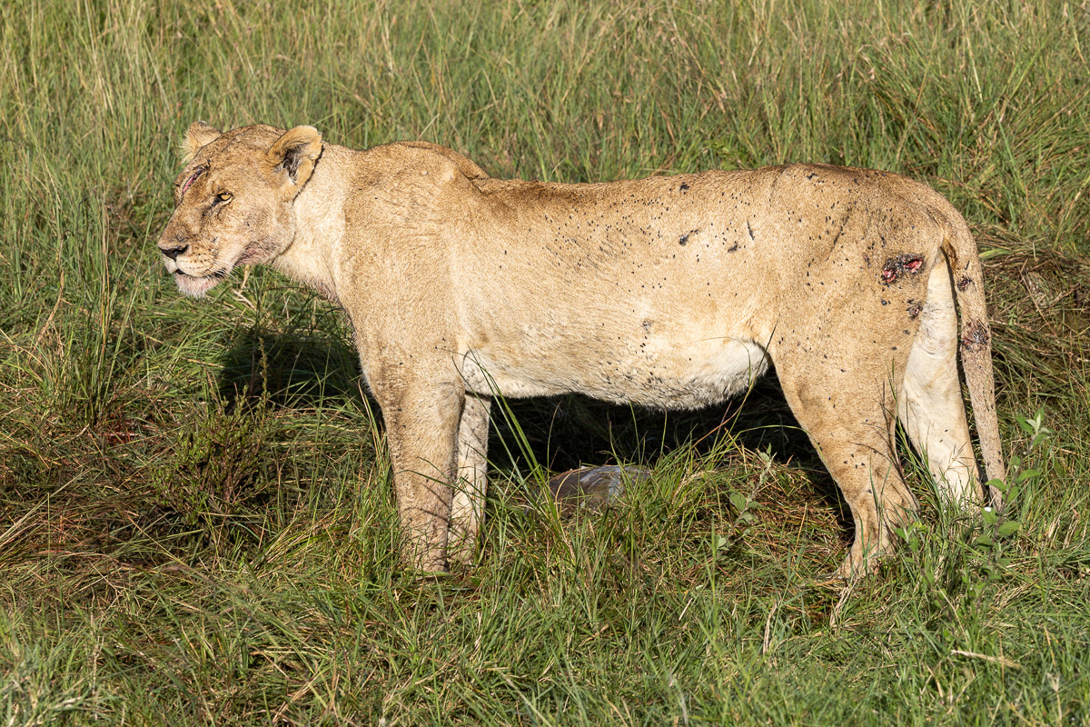 LionLion
