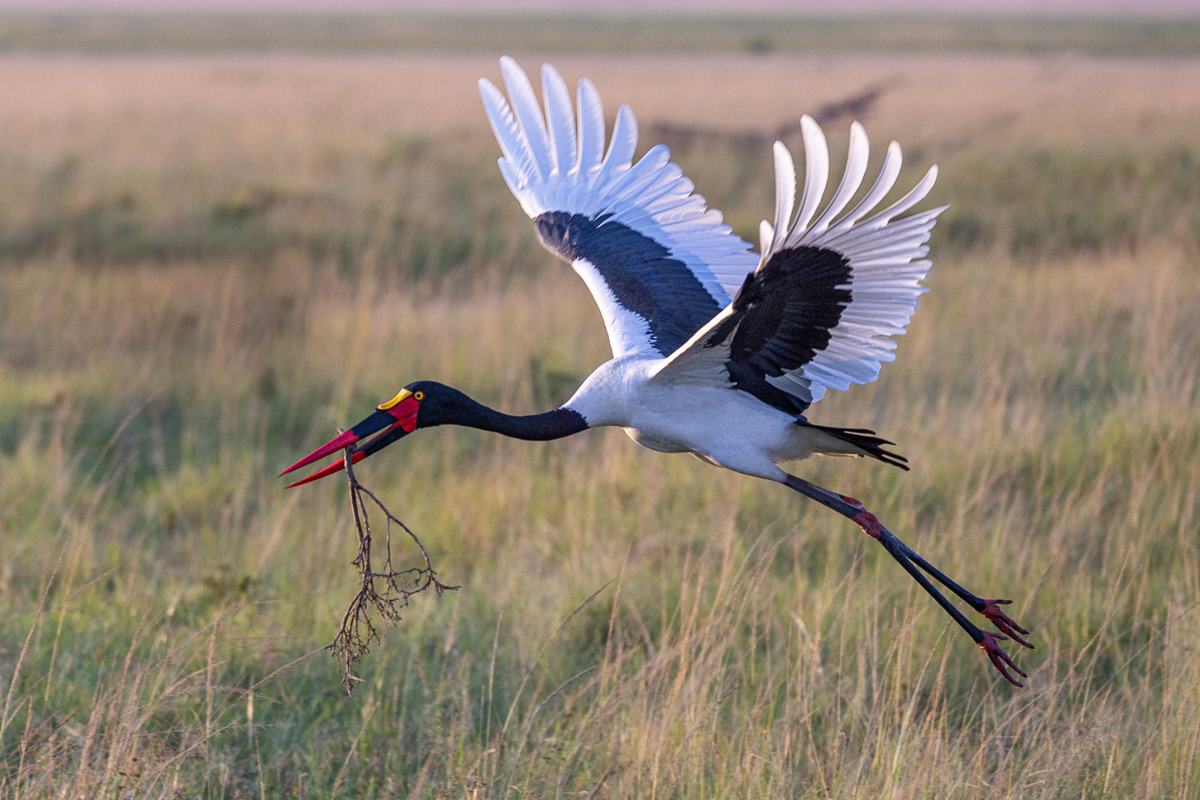 Jabiru d'Afrique