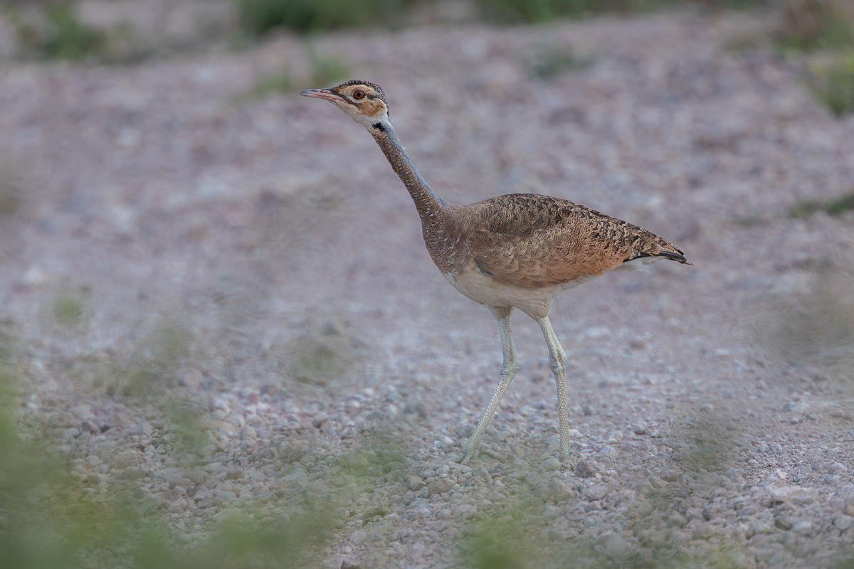Outarde du Sénégal