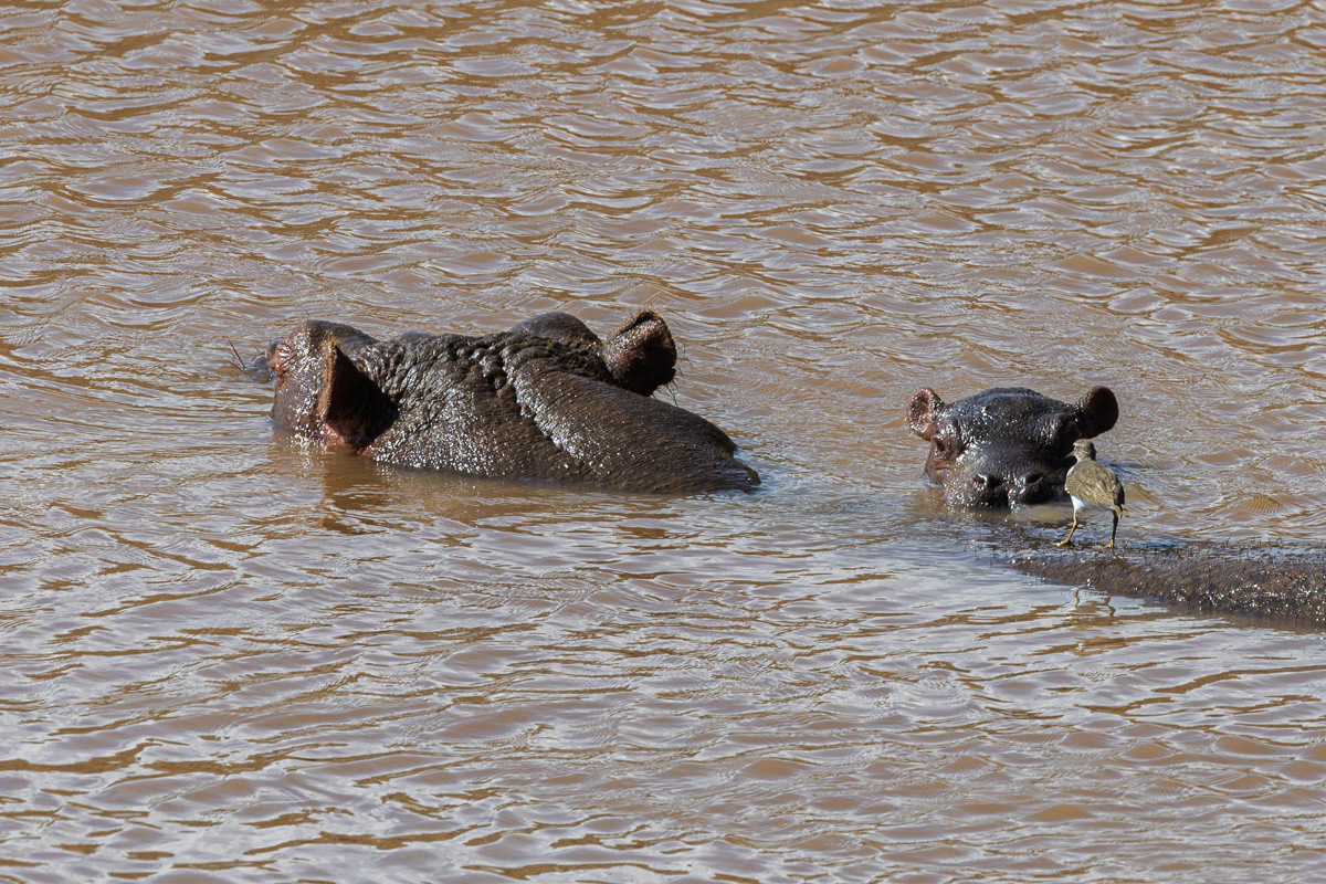 Hippopotame