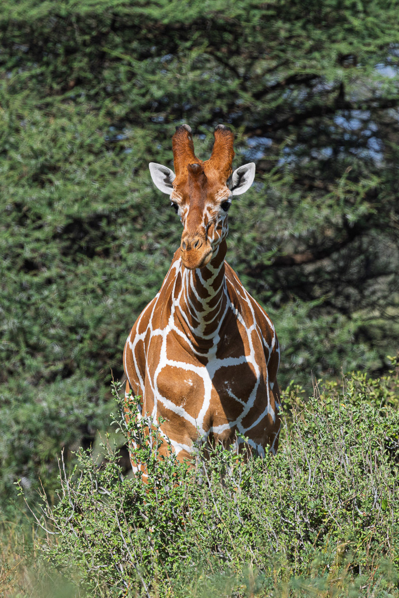 Girafe réticulée
