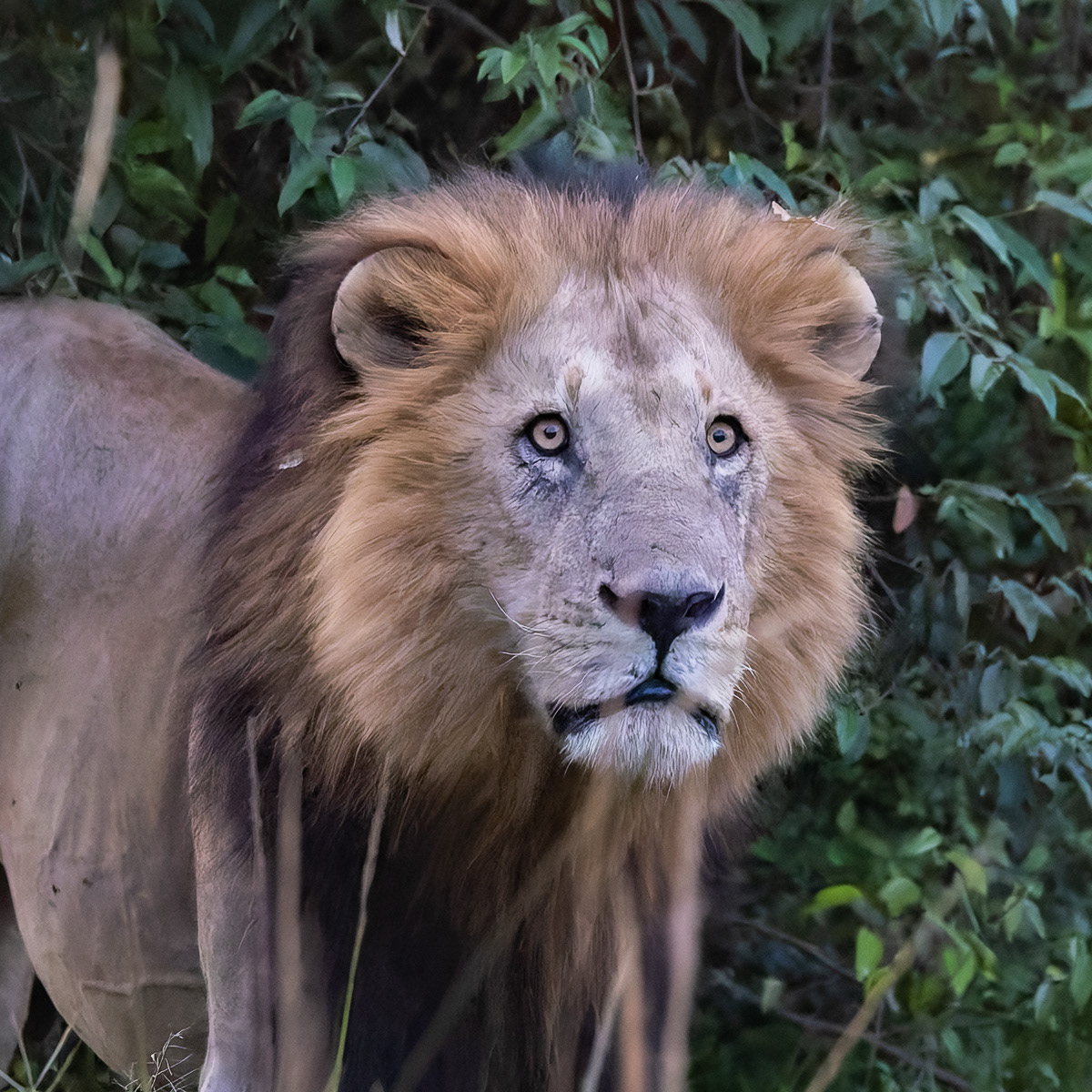 Lion