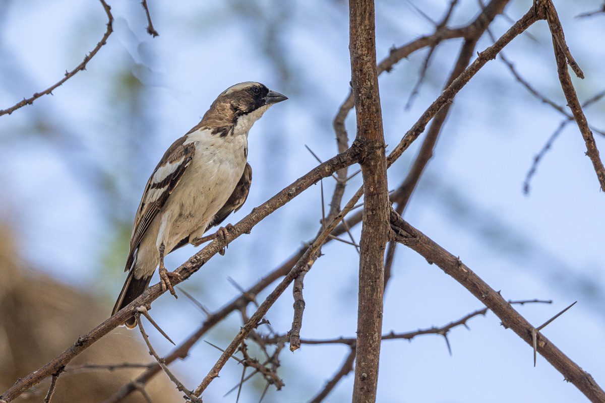 Mahali à sourcil blanc