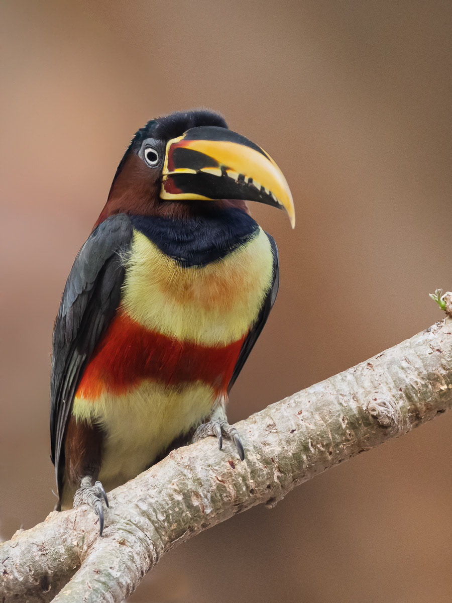 Araçari oreilles marrons