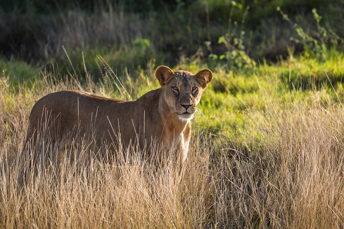 Lion