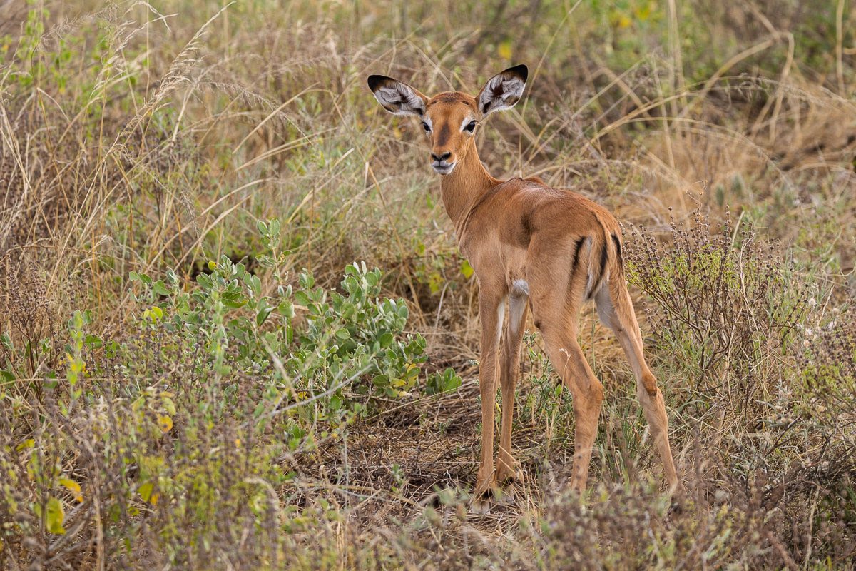 Impala