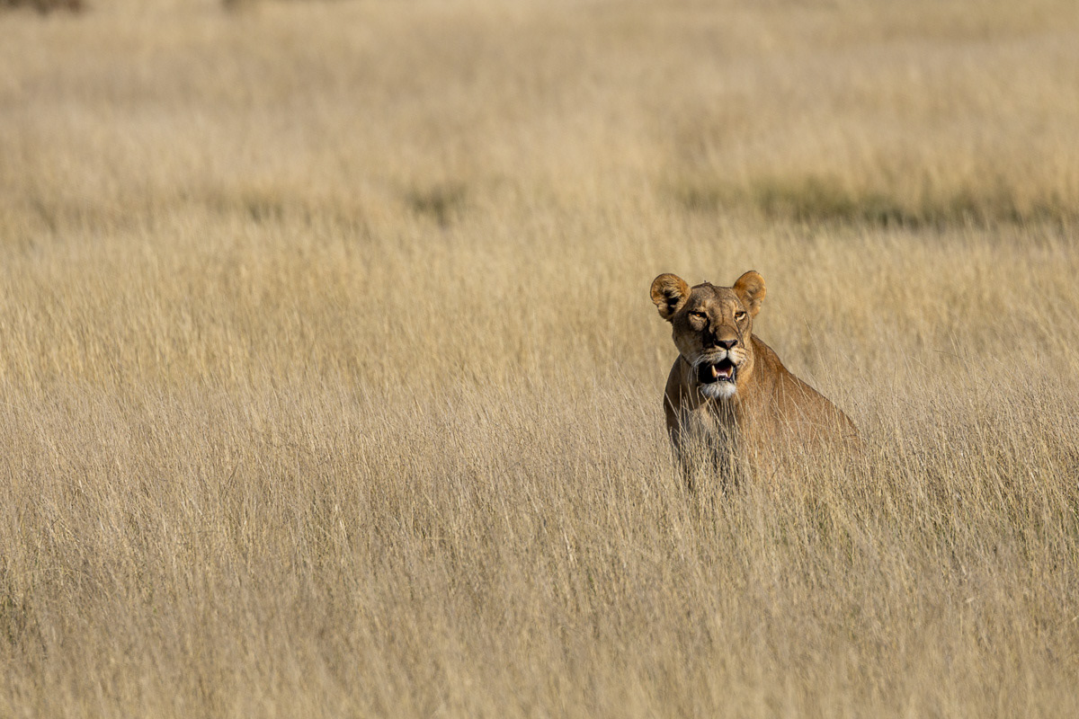 Lion