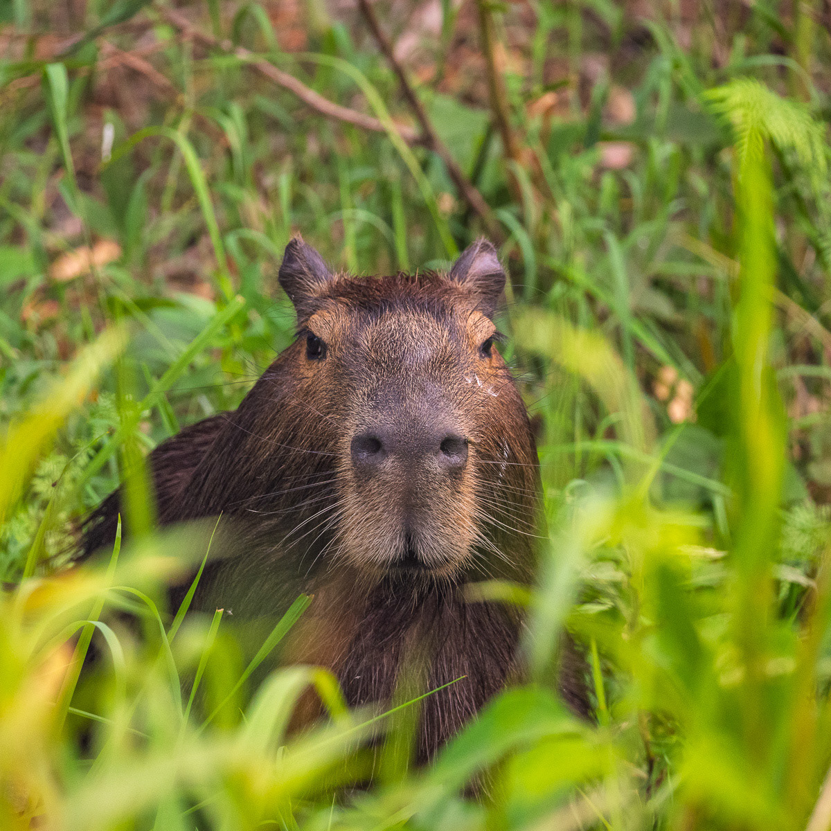 Capybara