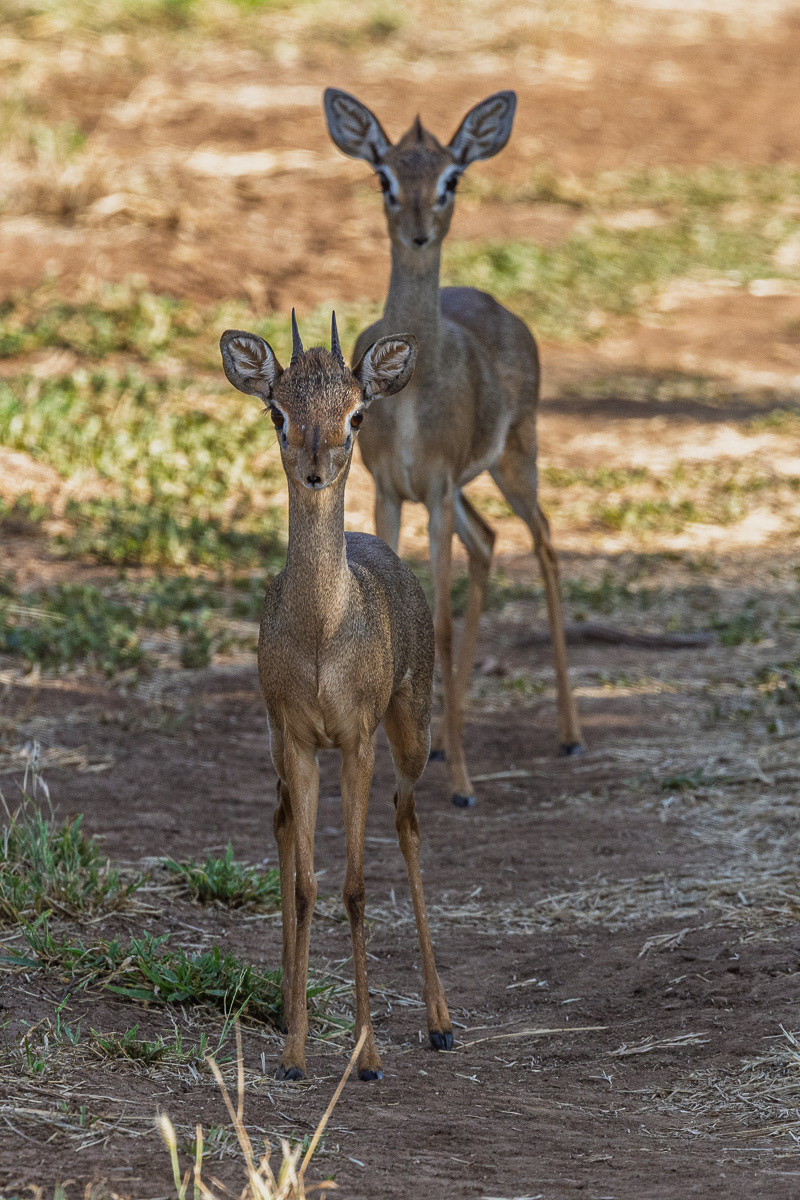 Dik Dik
