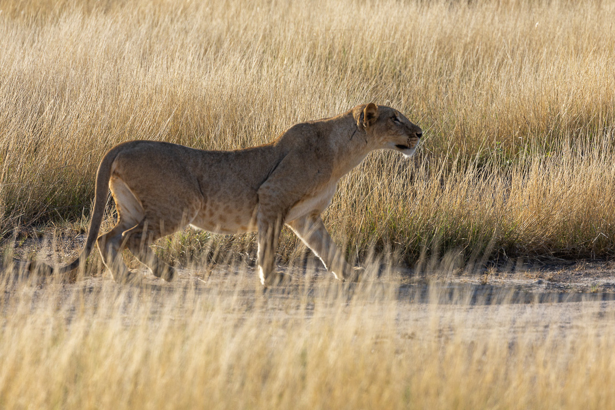 Lion