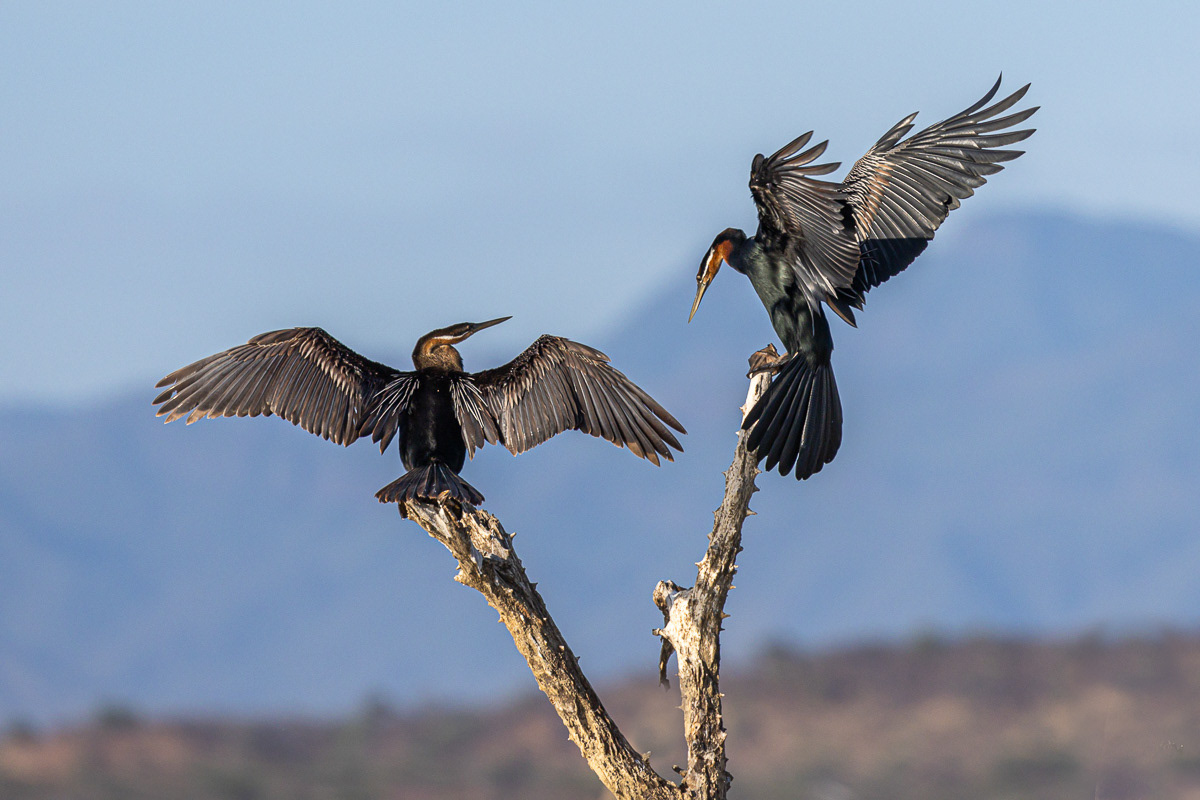 Anhinga d'Afrique