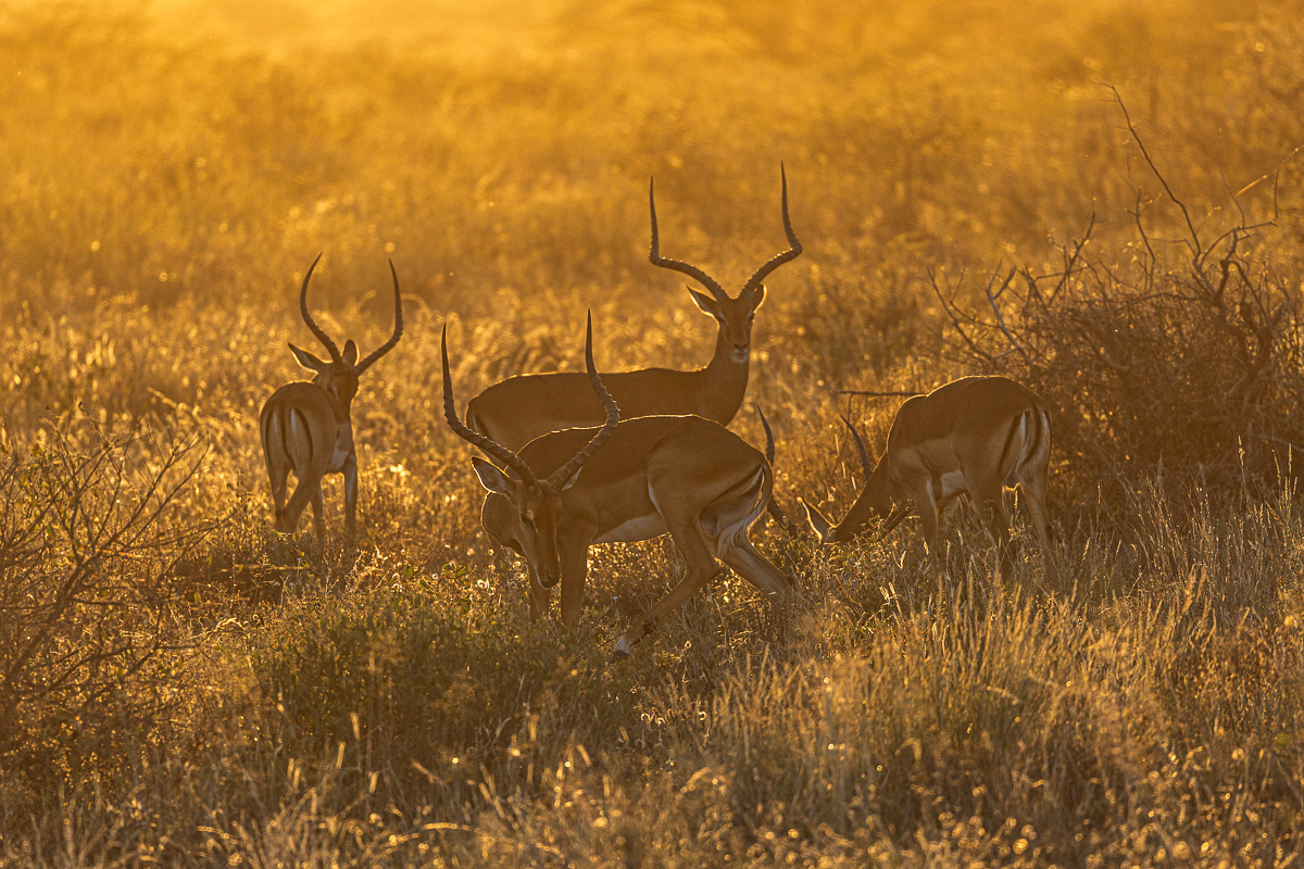 Impala