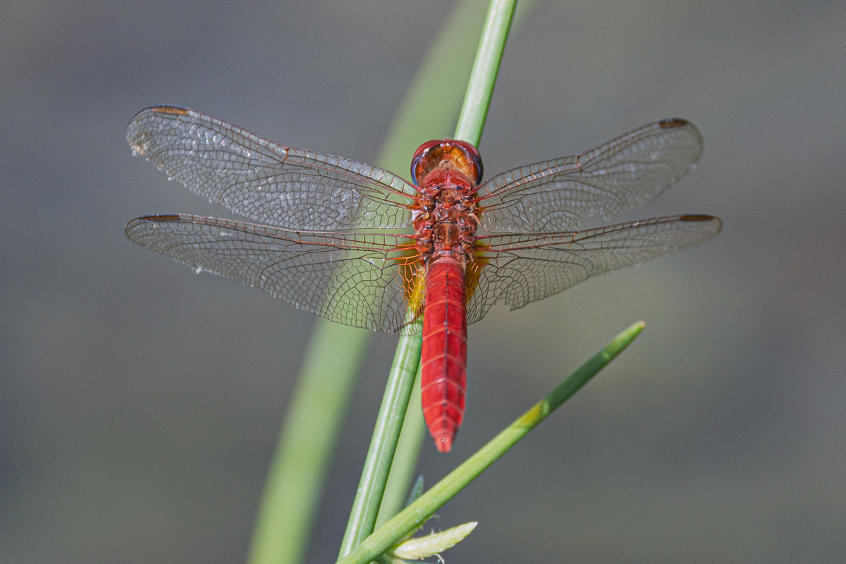 Sympetrum rouge sang