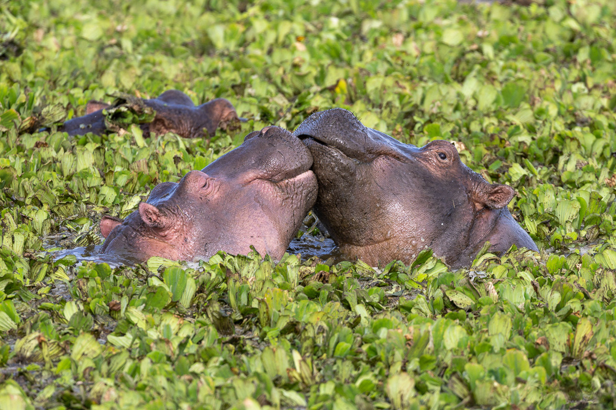 Hippopotame