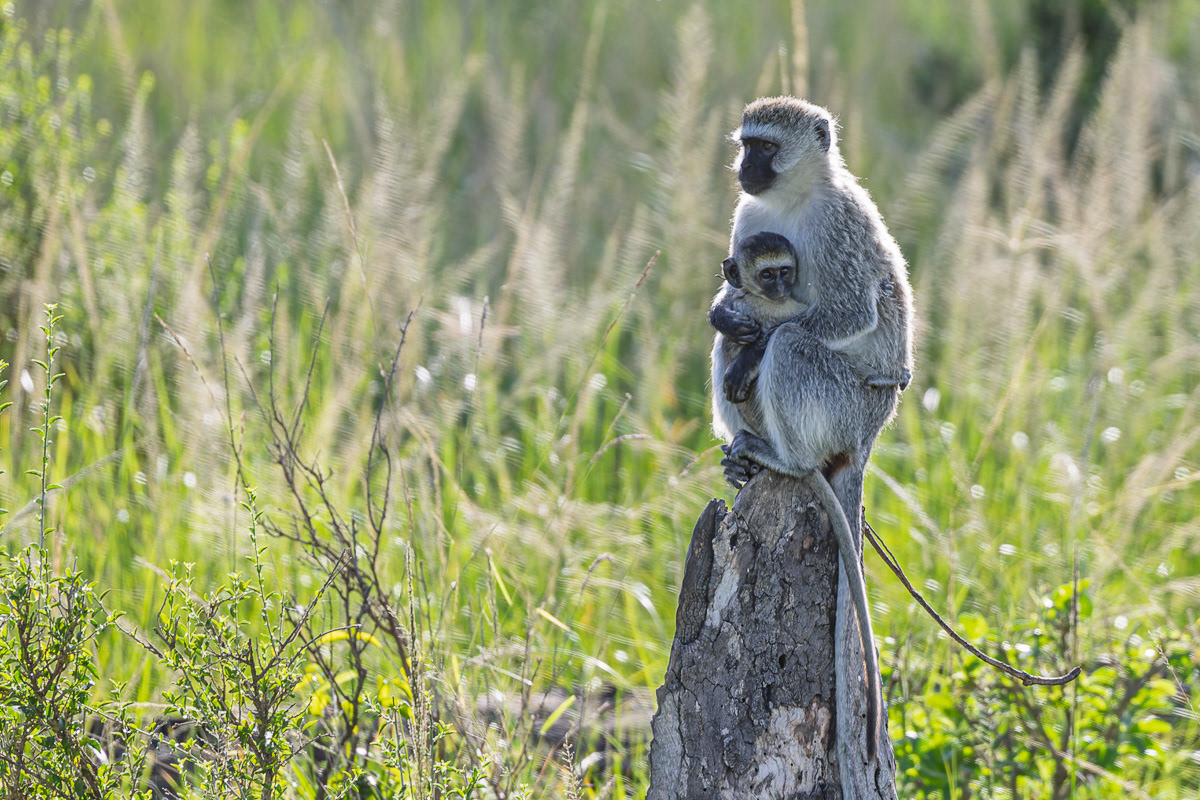 Vervet