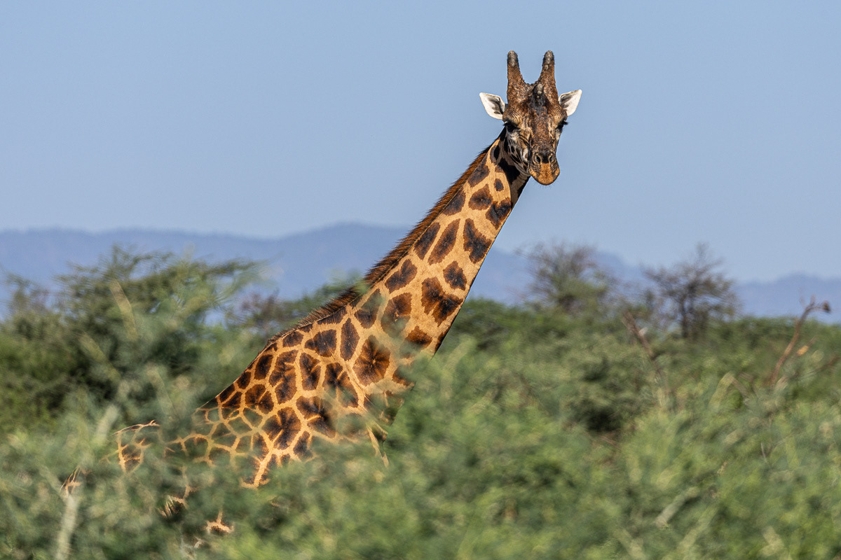 Girafe de Rothschild