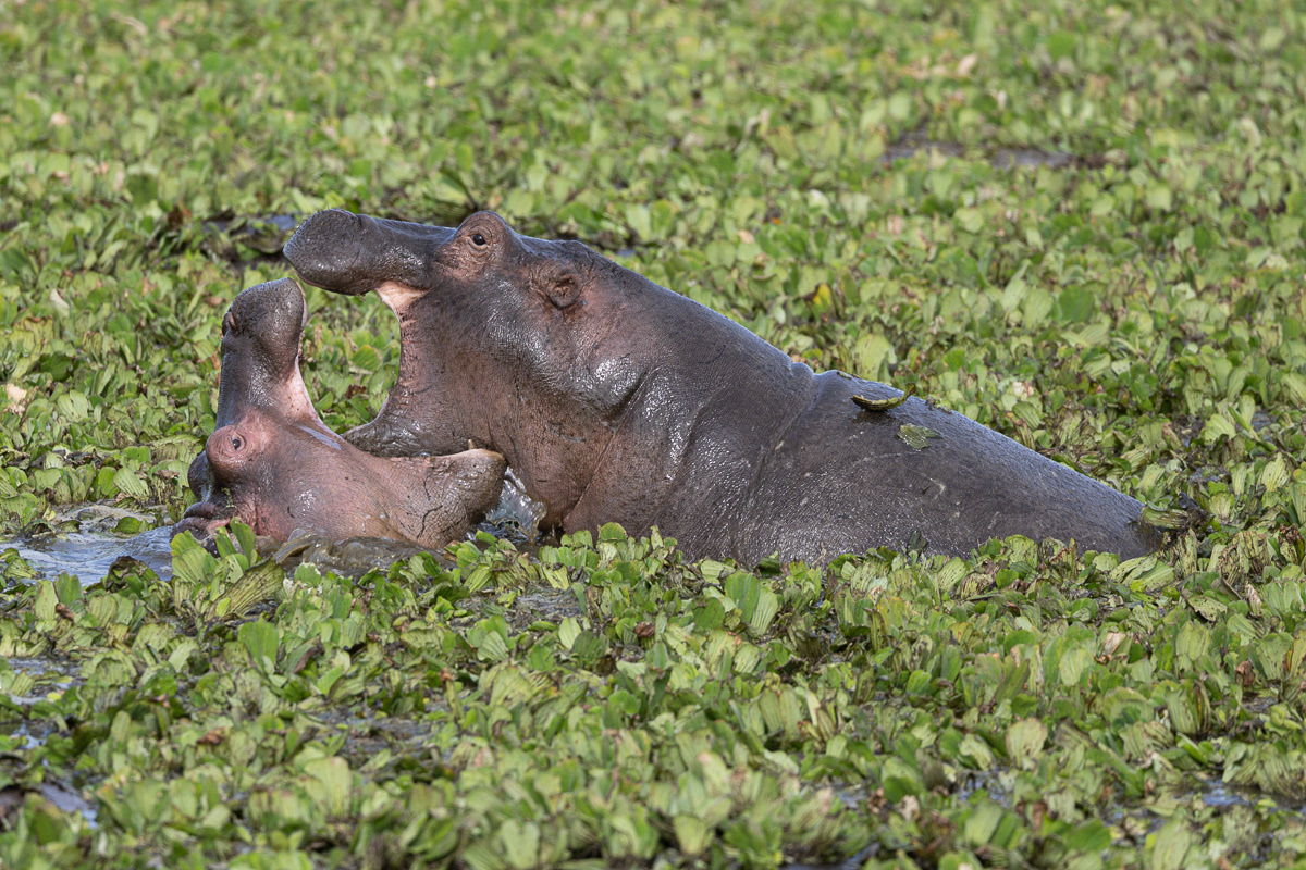 Hippopotame
