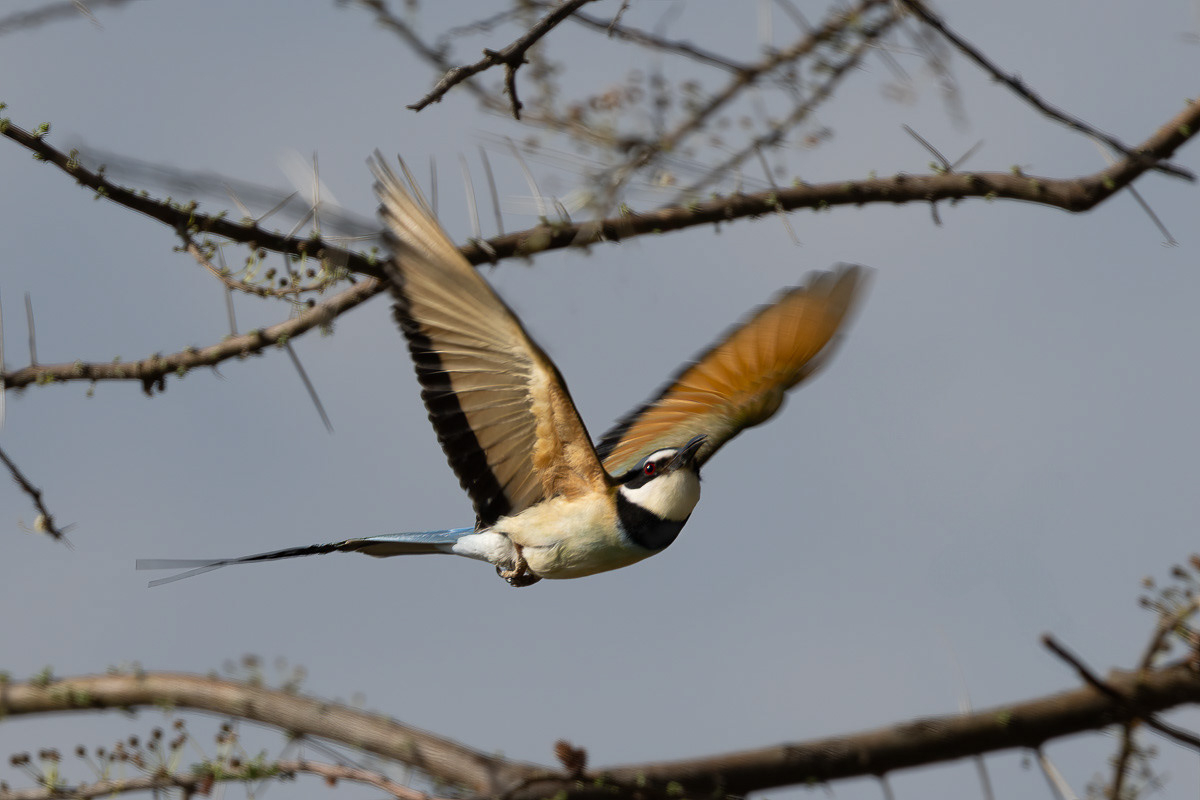 Guêpier à gorge blanche