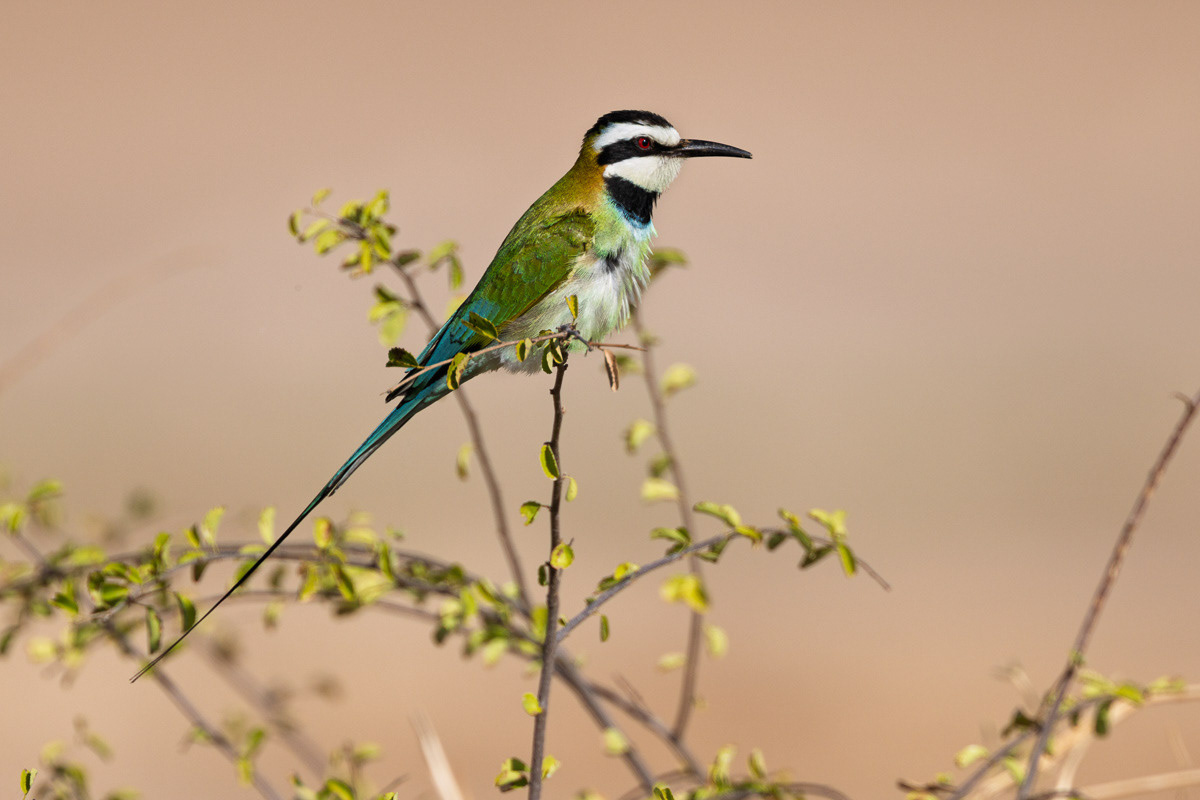 Guêpier à gorge blanche