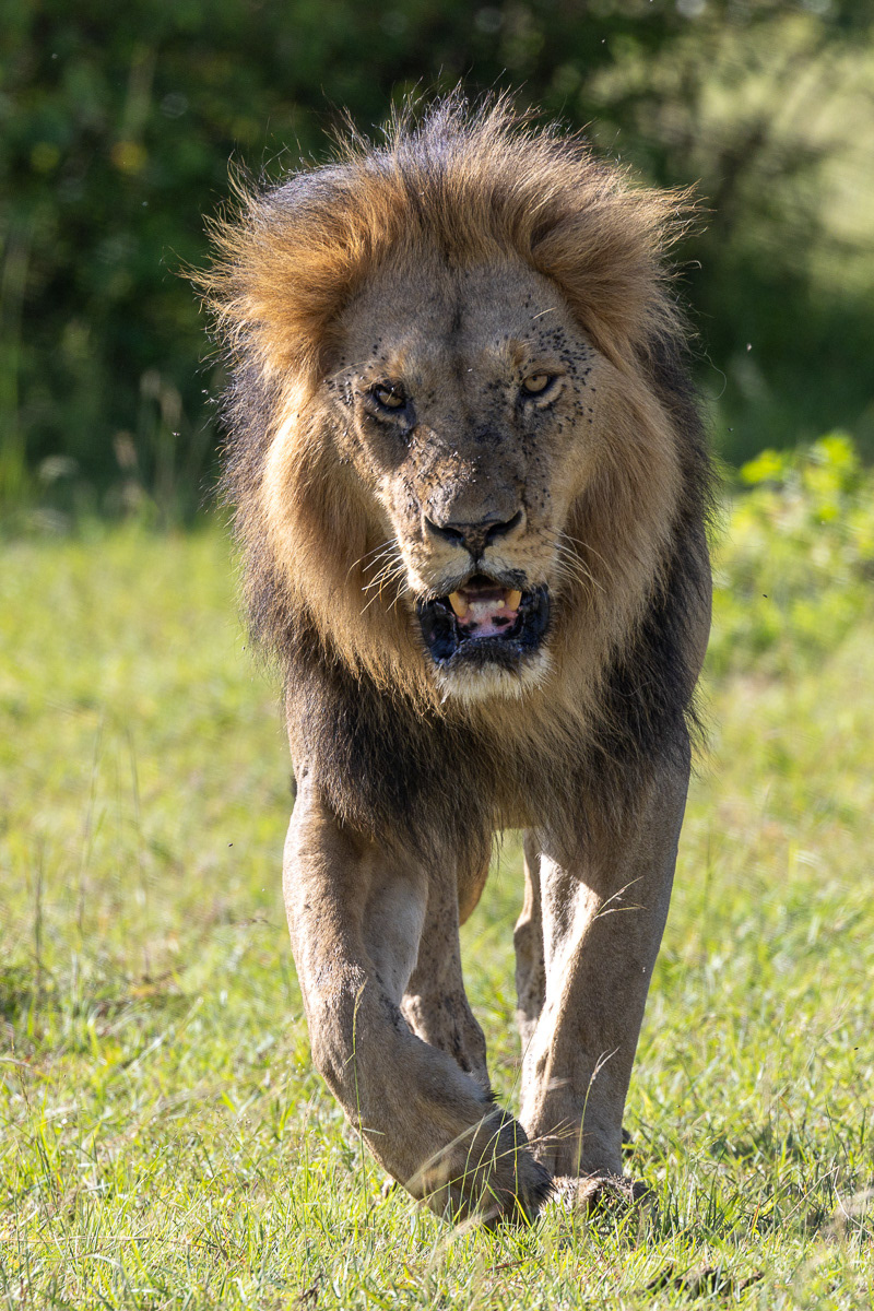 Lion