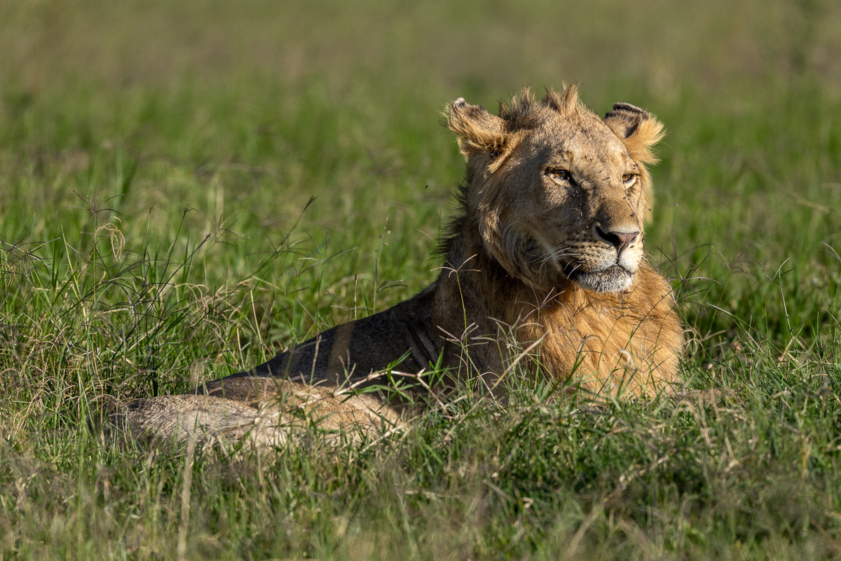 Lion
