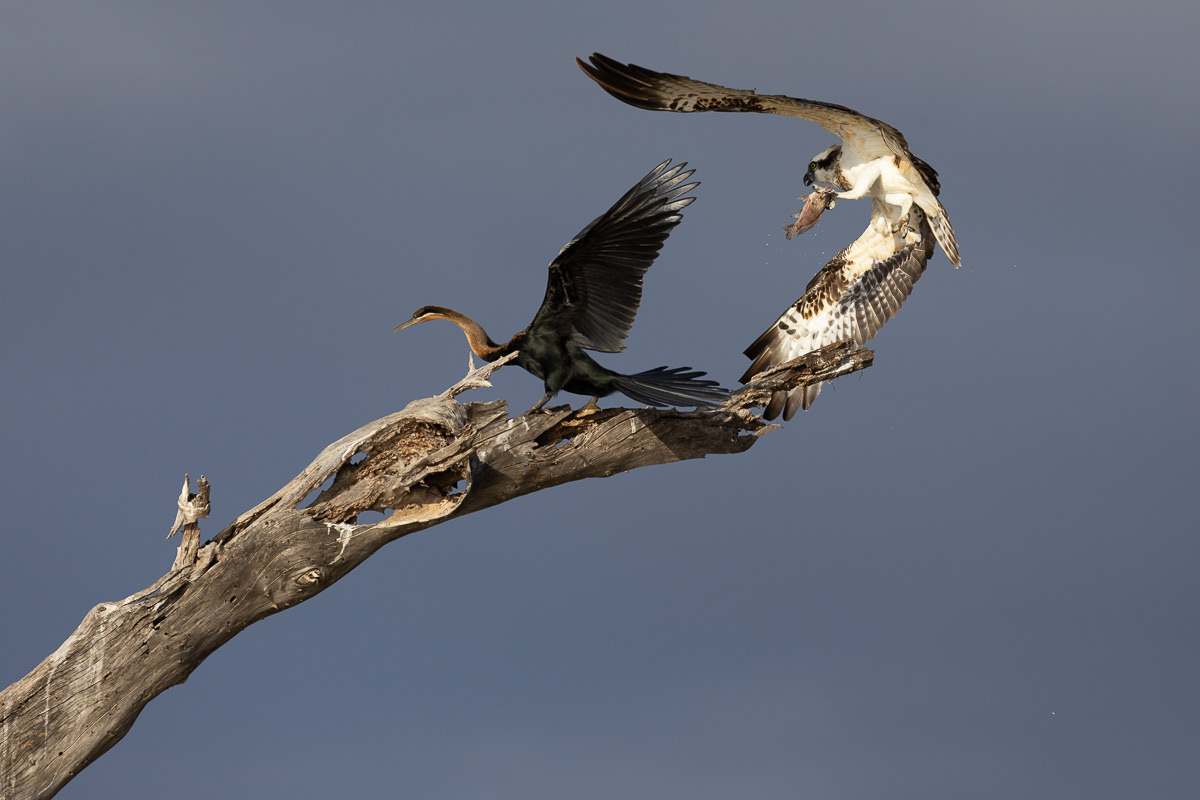 Anhiinga d'Afrique/Balbuzard Pêcheur (Dibond 40x60)