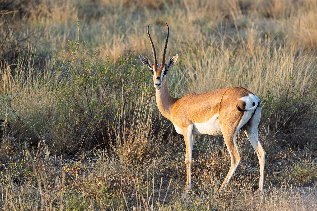 Gazelle de Grant