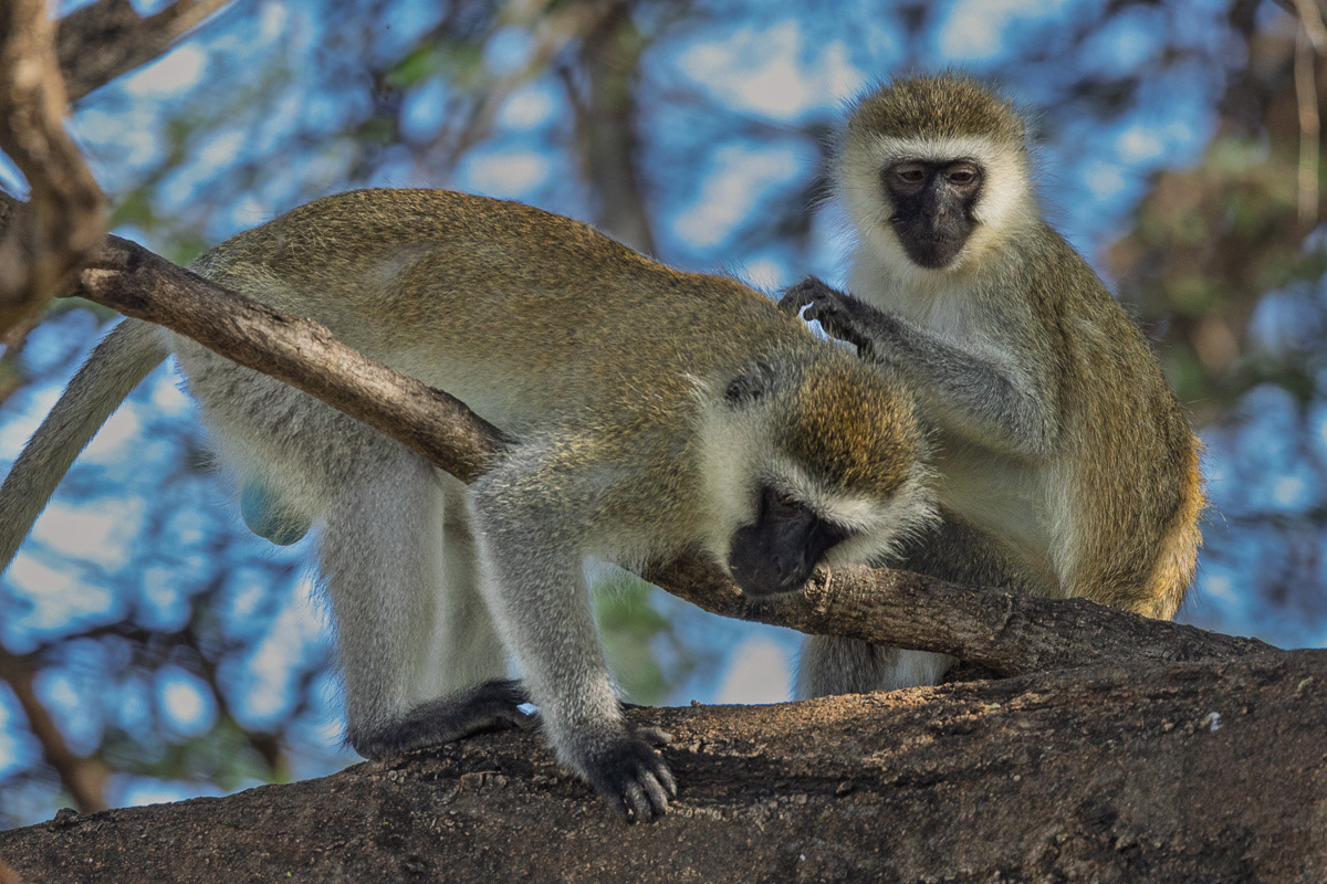 Vervet