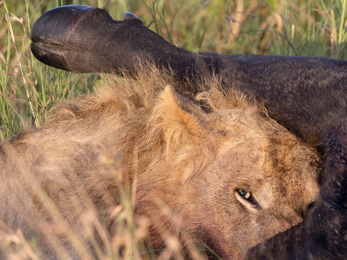 Lion
