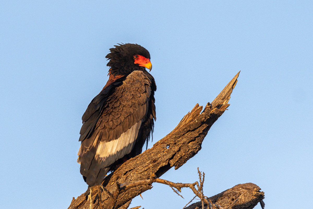 Bateleur des Savanes 
