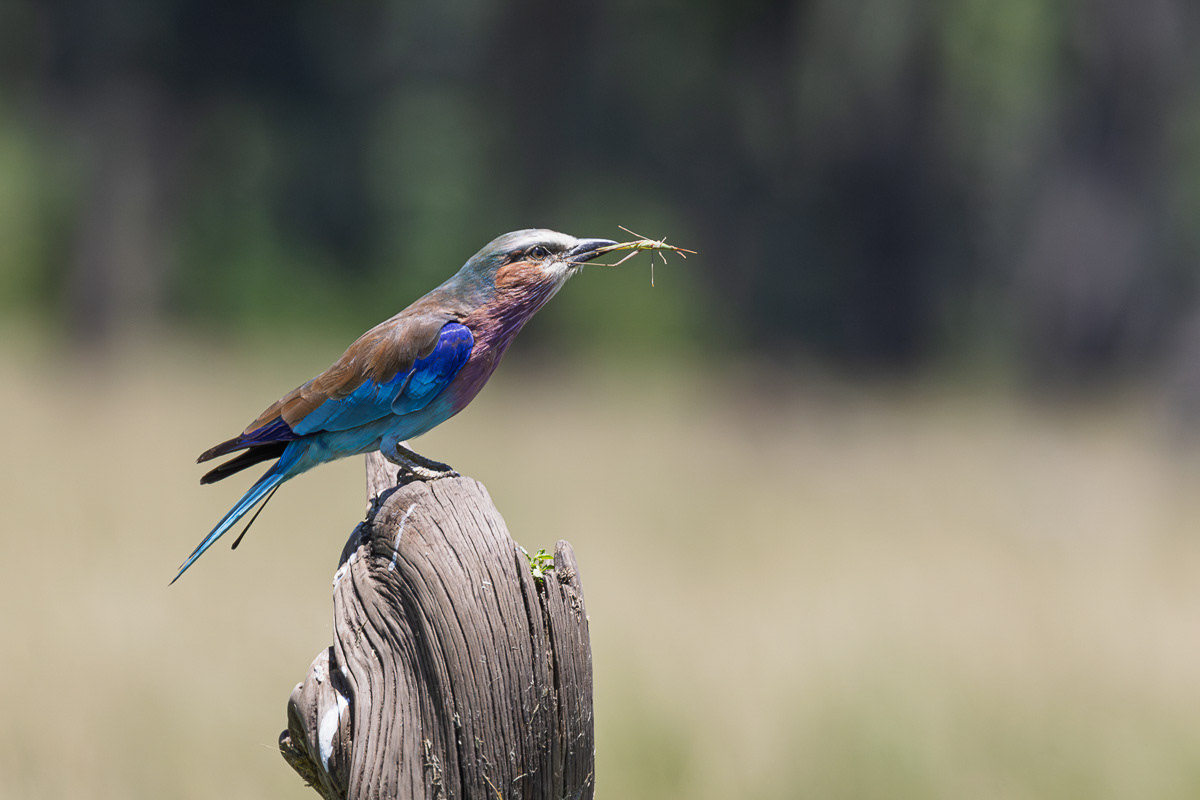Rollier à long brun