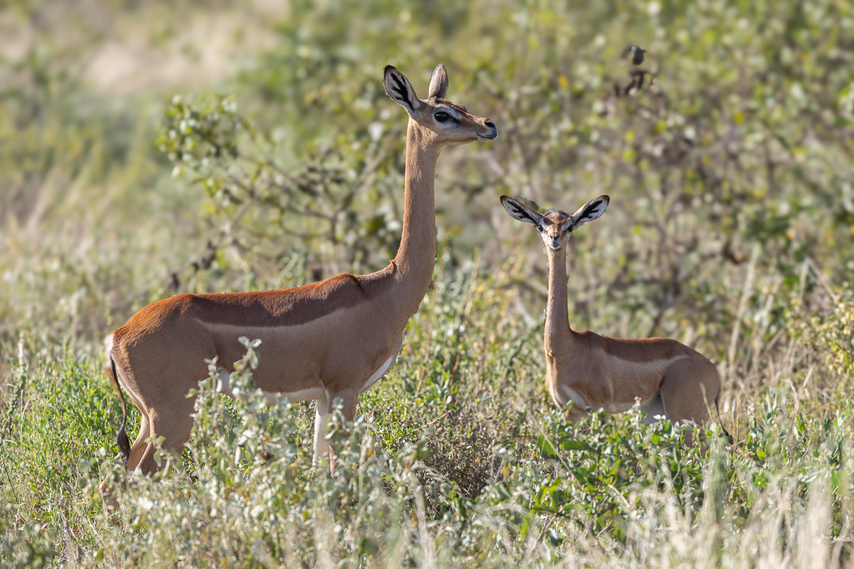 Antilope girafe