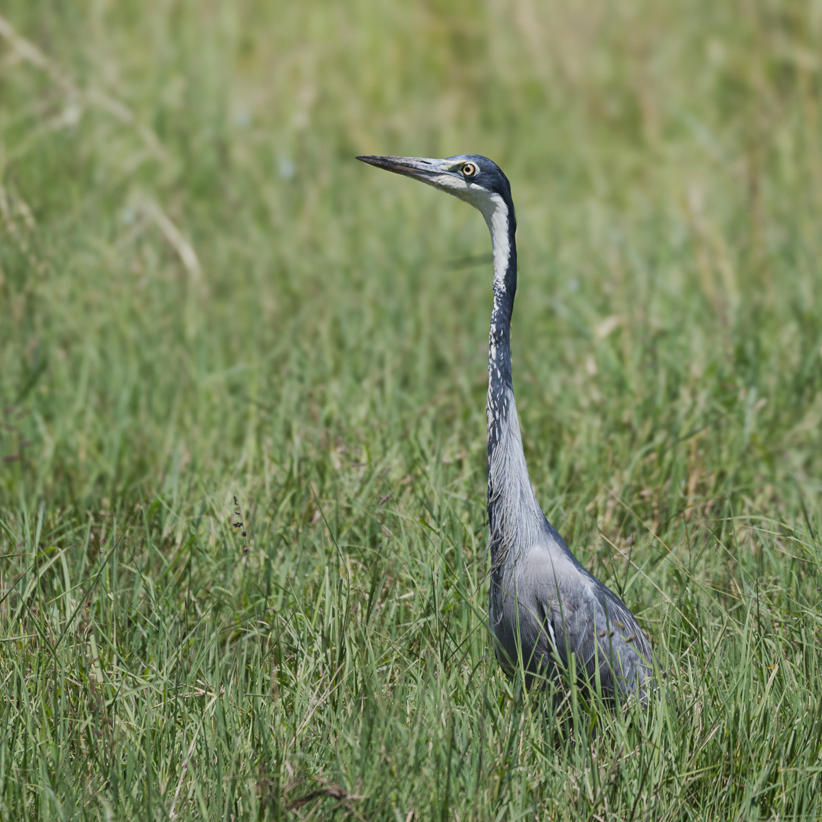 Héron mélanocéphale