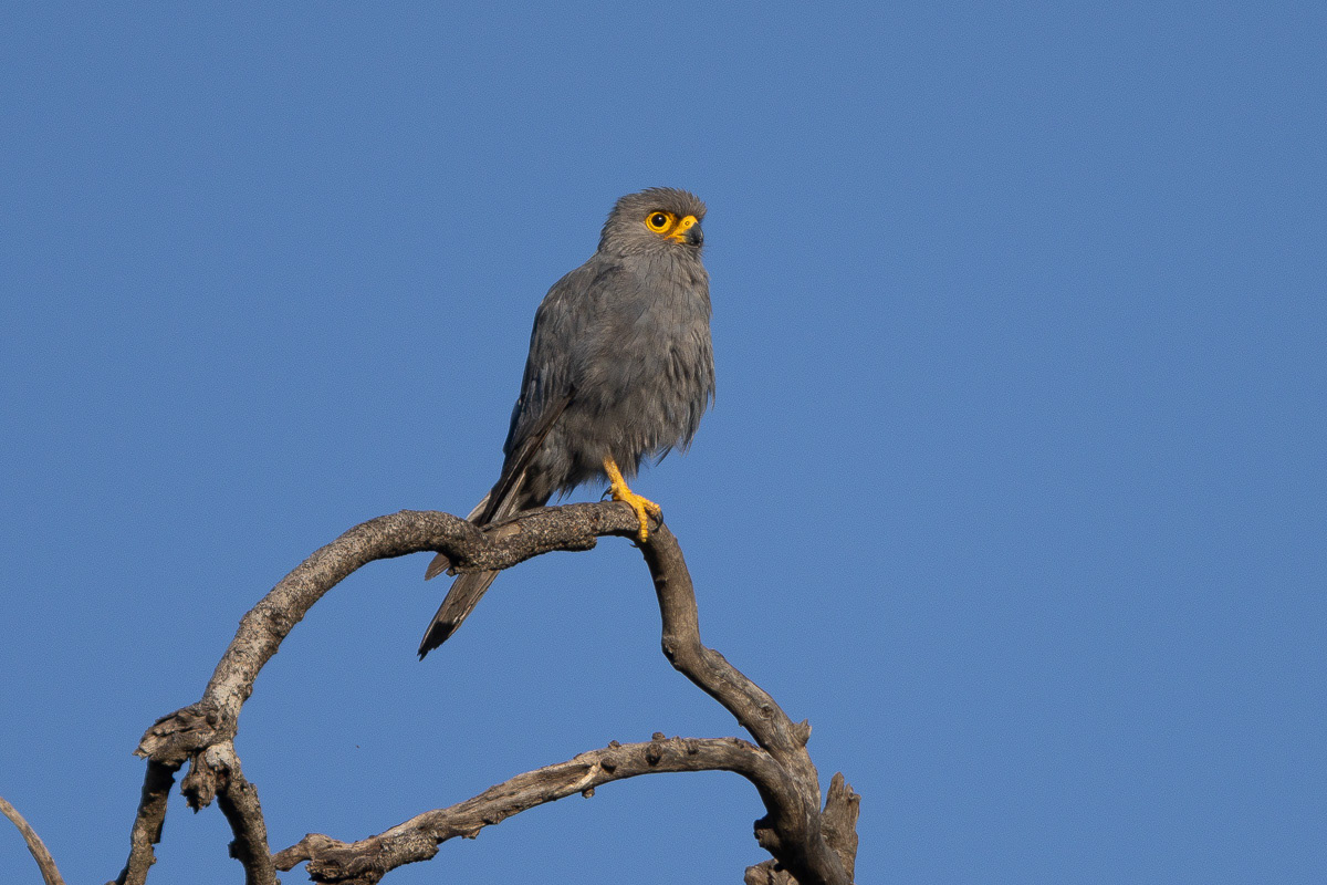 Gymnogène d'Afrique