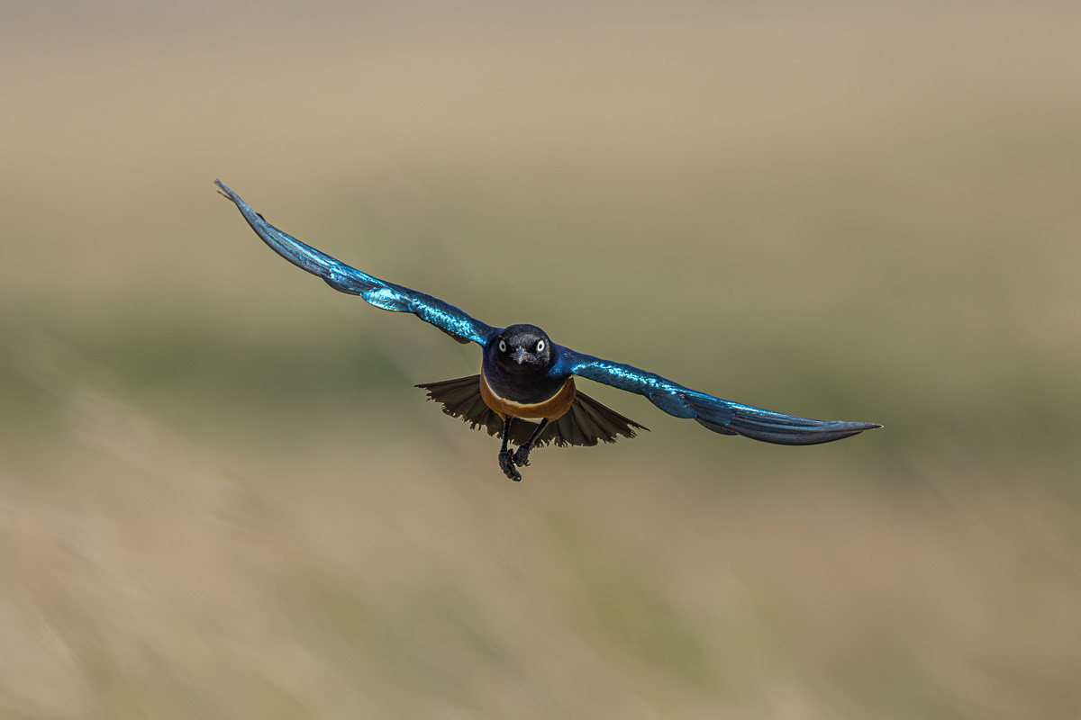 Choucador Superbe (Dibond 40x60)