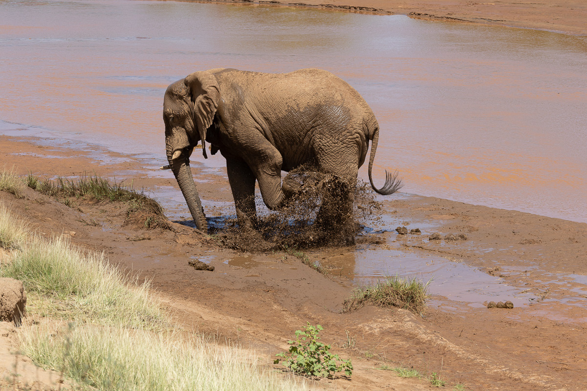 Eléphant