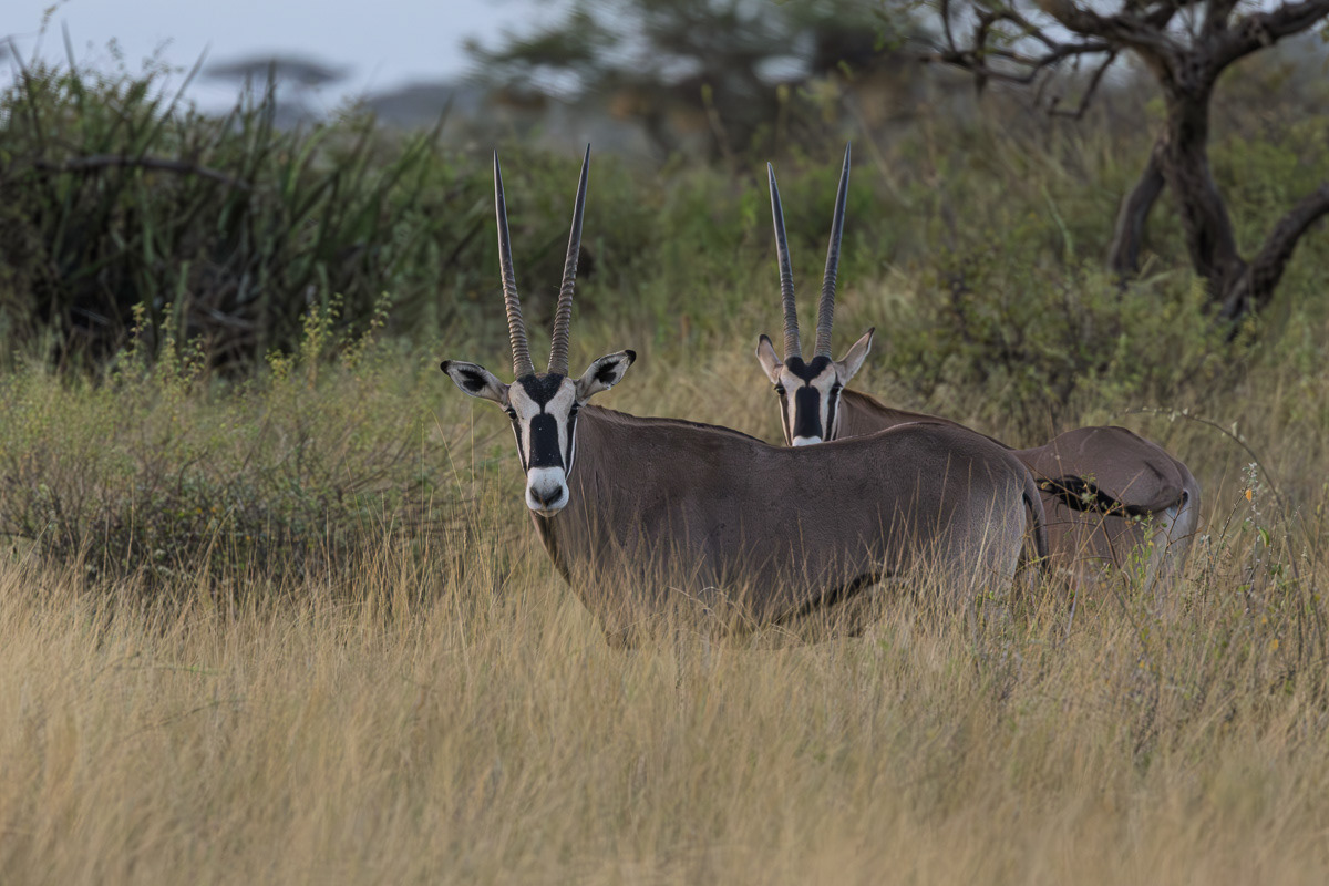 Oryx