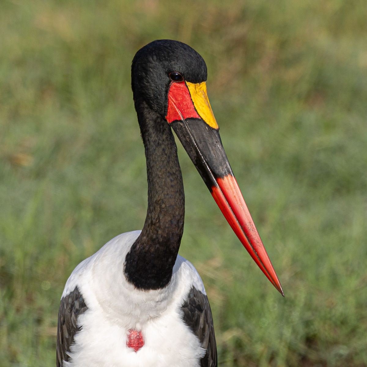 Jabiru d'Afrique