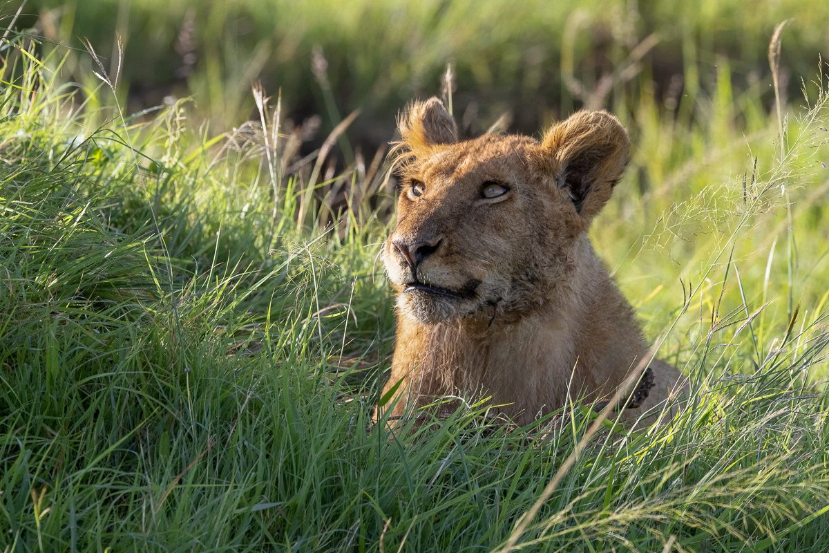 Lion