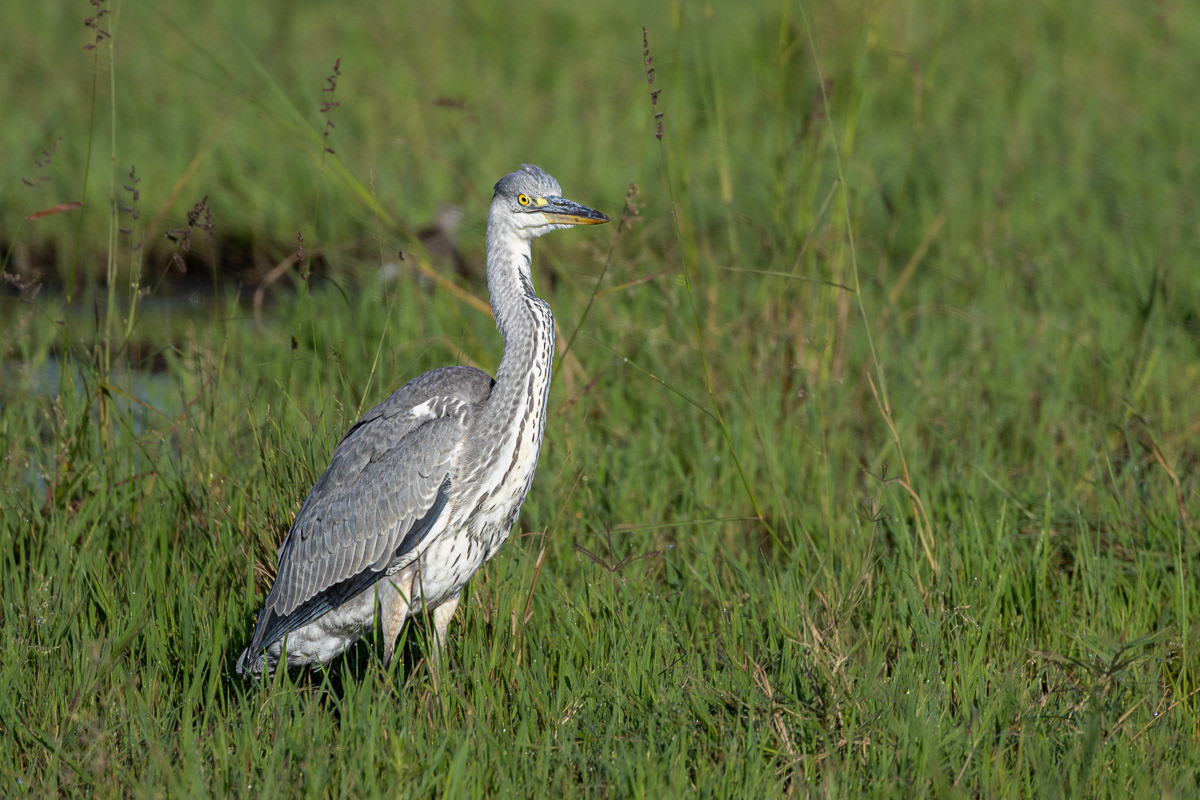 Heron cendré