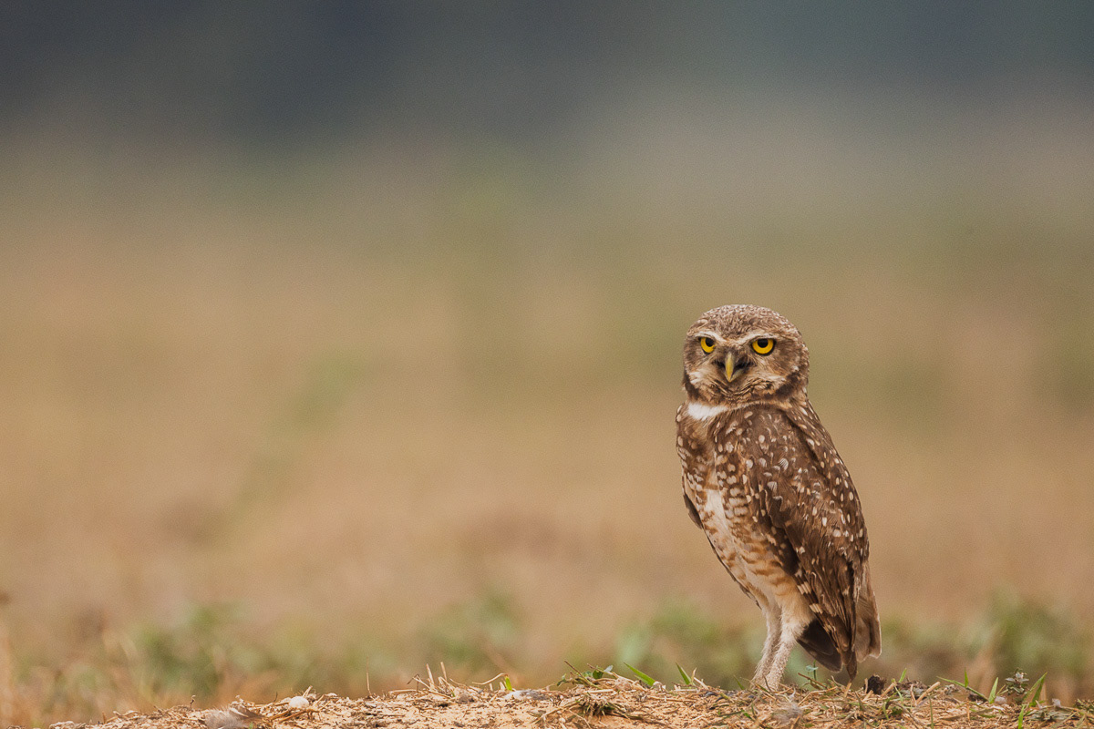 Chevêche des terriers