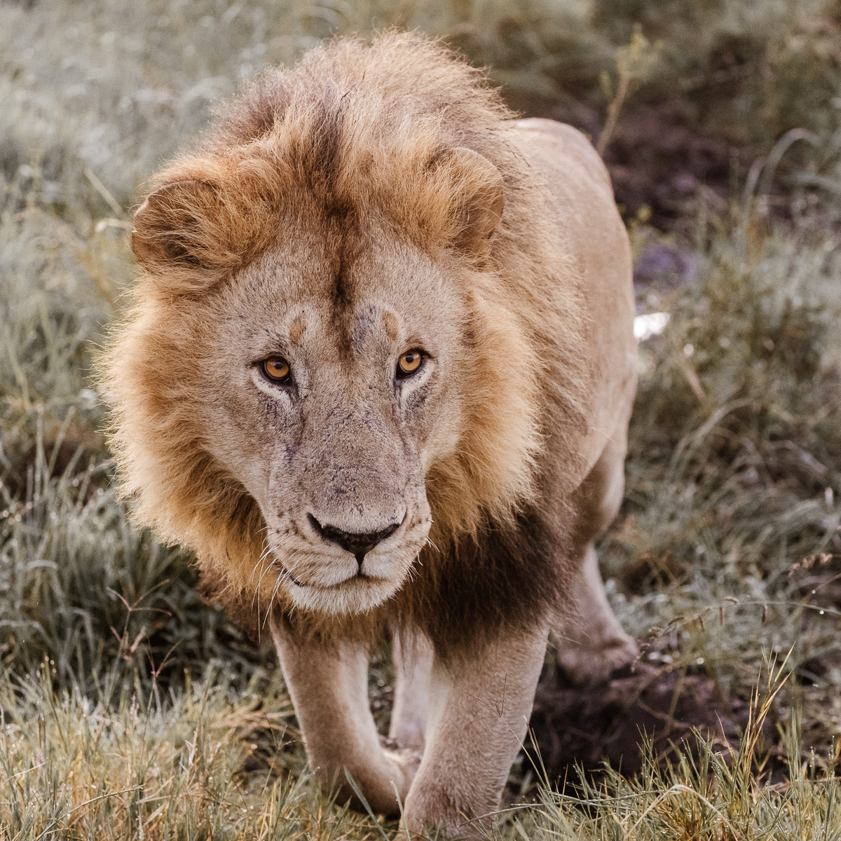 Lion