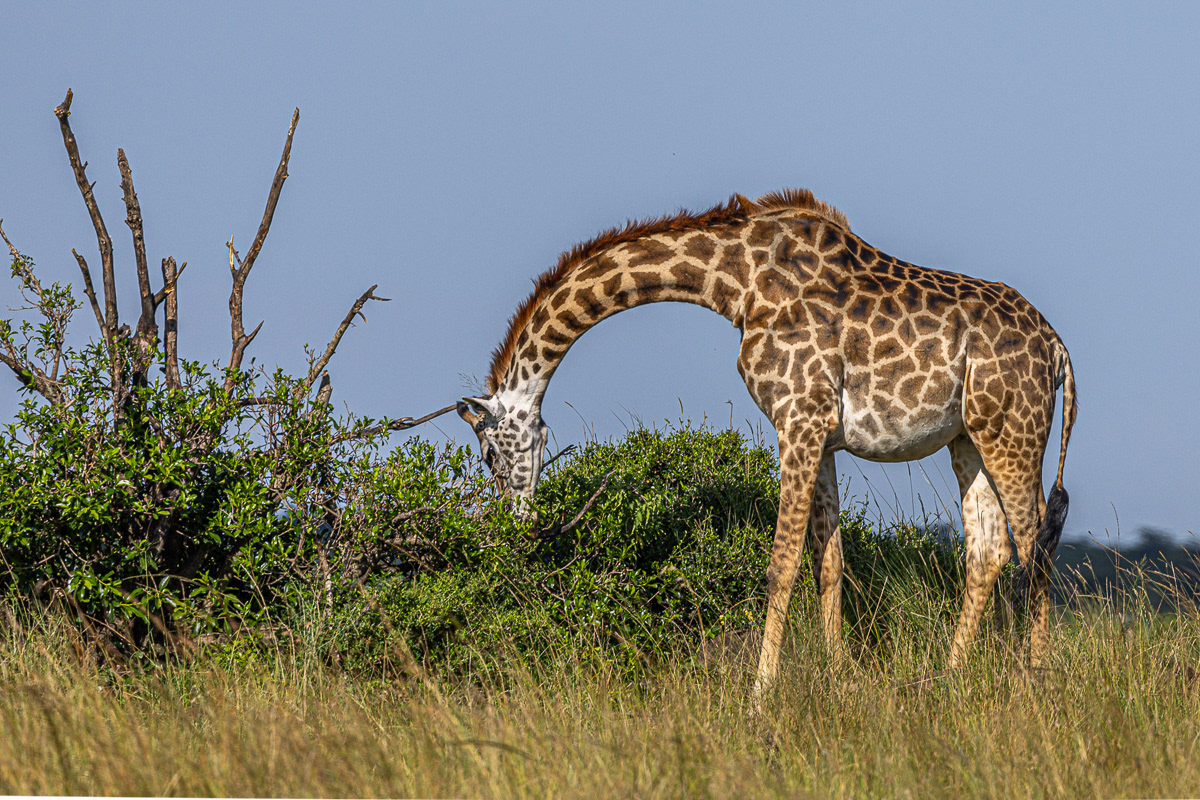 Girafe Masaï