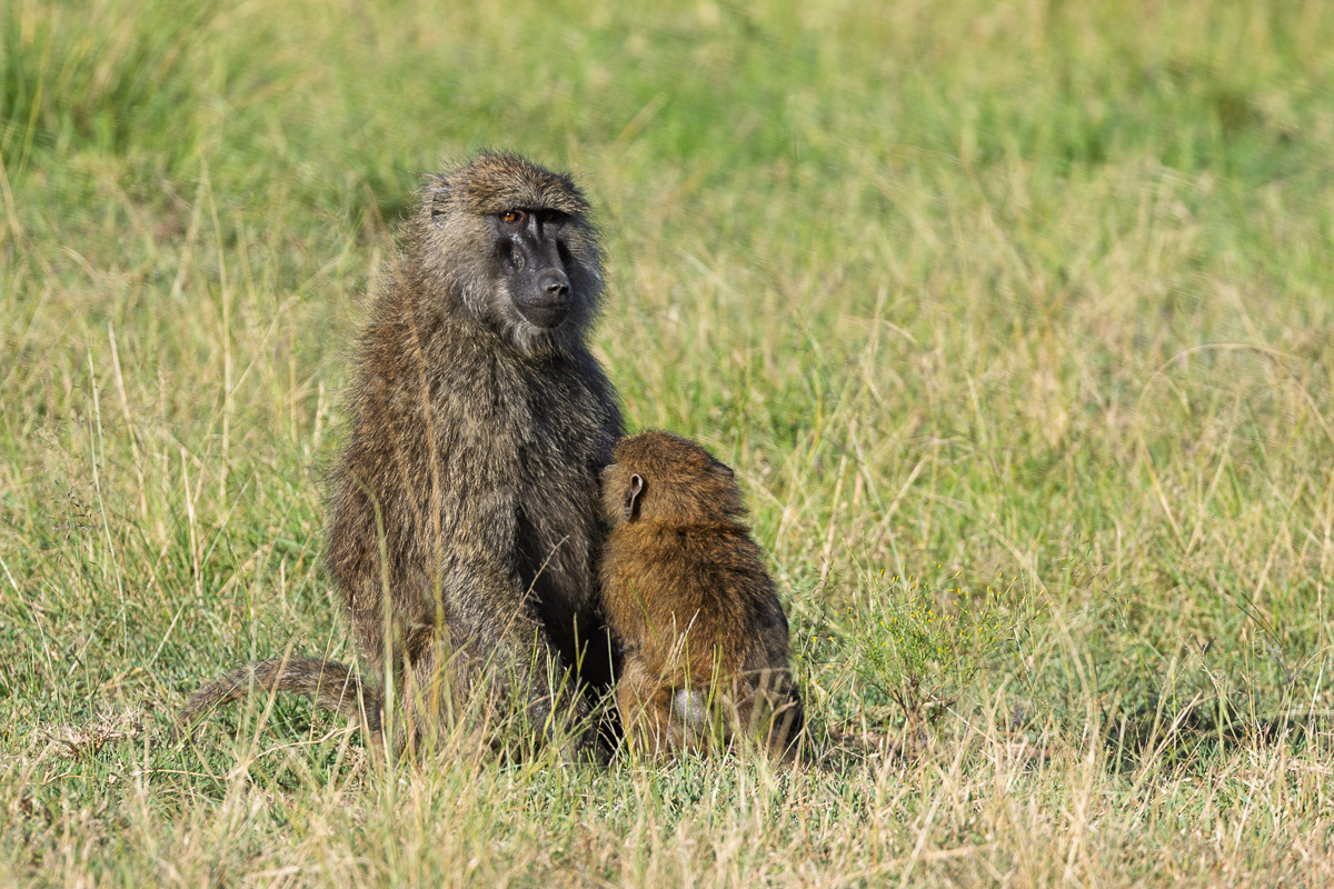 Babouin allaitant