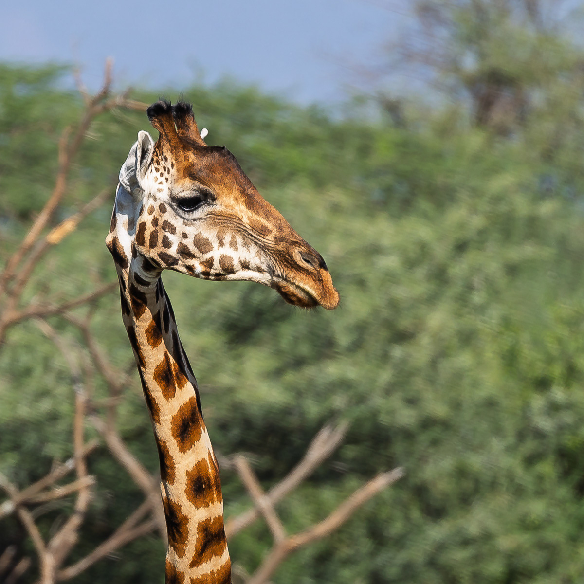 Girafe de Rothschild