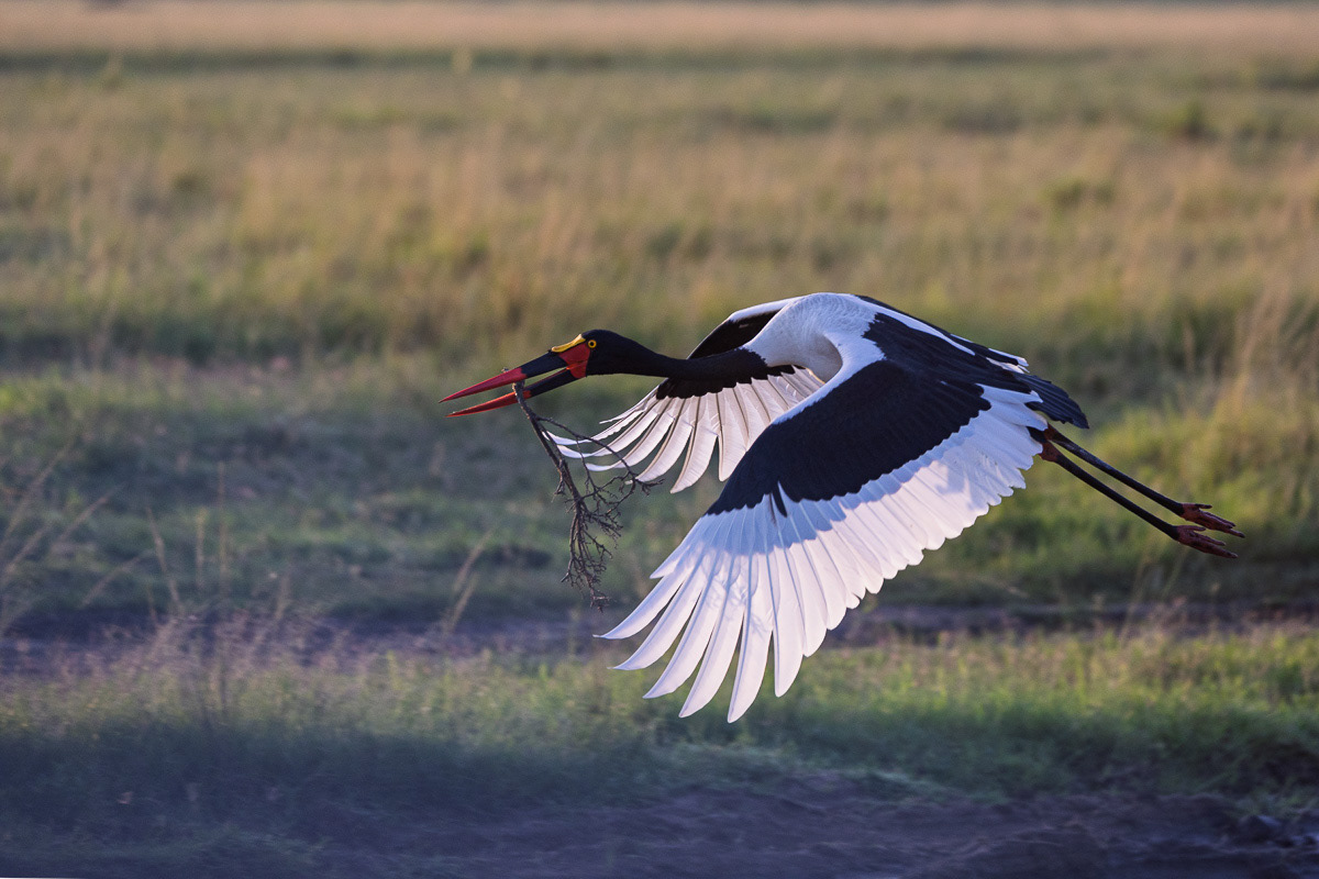 Jabiru d'Afrique
